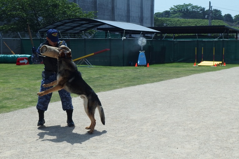 佐世保基地警備犬訓練風景